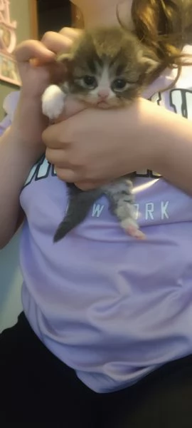 Scottish Fold Scottish Staraight longhair e shorthair  | Foto 0