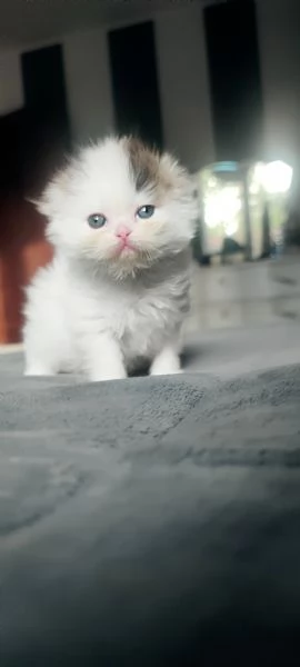 Scottish Fold Scottish Staraight longhair e shorthair 