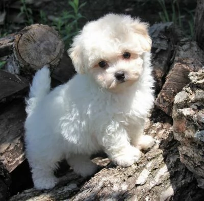 Cuccioli di maltese toy