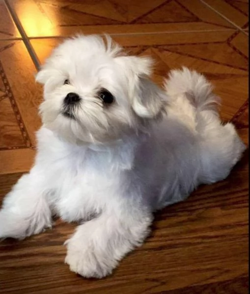 Cuccioli di maltese toy 