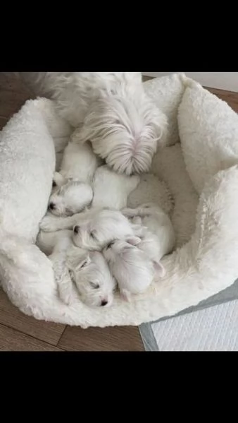 Cuccioli di maltese toy 