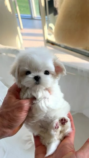 Cuccioli di maltese toy  | Foto 0