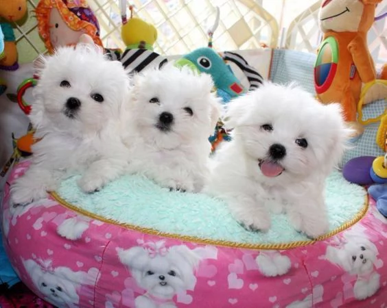 Cuccioli di maltese toy 