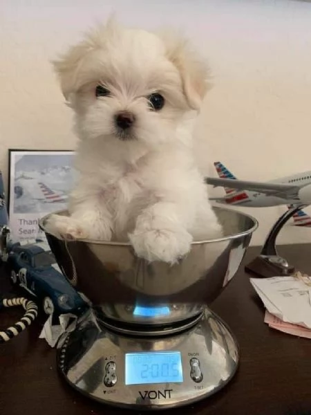 Cuccioli di maltese toy 