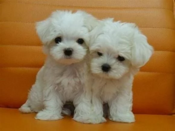 Cuccioli di maltese toy  | Foto 0