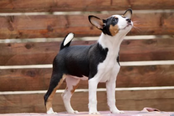 Cuccioli di Basenji | Foto 6