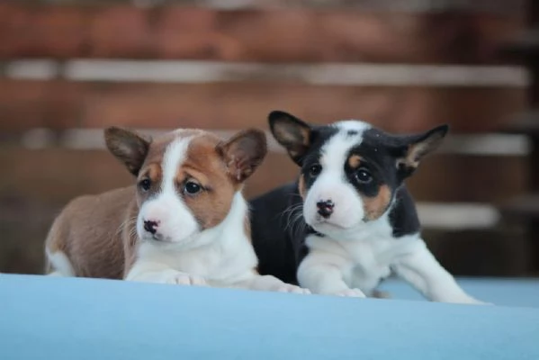 Cuccioli di Basenji | Foto 2