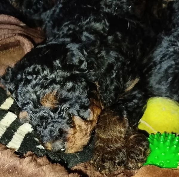 barboncini nani Phantom  | Foto 4