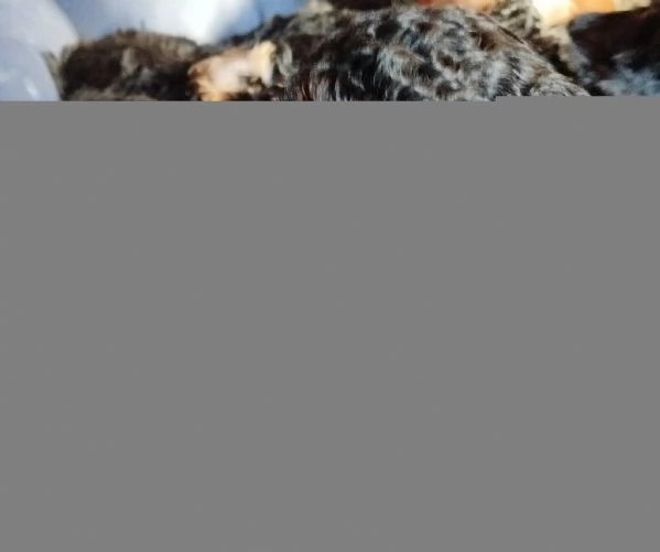 barboncini nani Phantom  | Foto 3