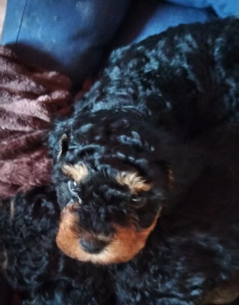 barboncini nani Phantom  | Foto 2