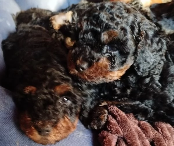 barboncini nani Phantom 