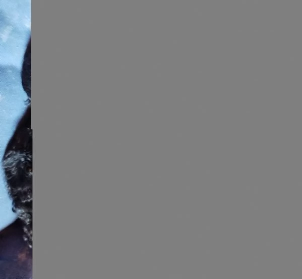 barboncini nani Phantom  | Foto 0