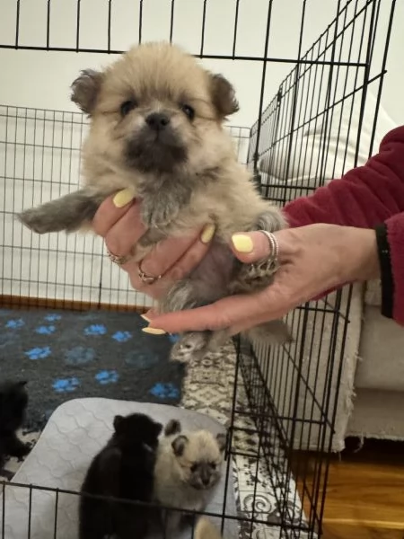 cuccioli di Spitz pomerania tedesco nano | Foto 4