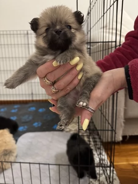 cuccioli di Spitz pomerania tedesco nano | Foto 3