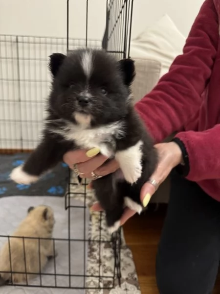 cuccioli di Spitz pomerania tedesco nano | Foto 2