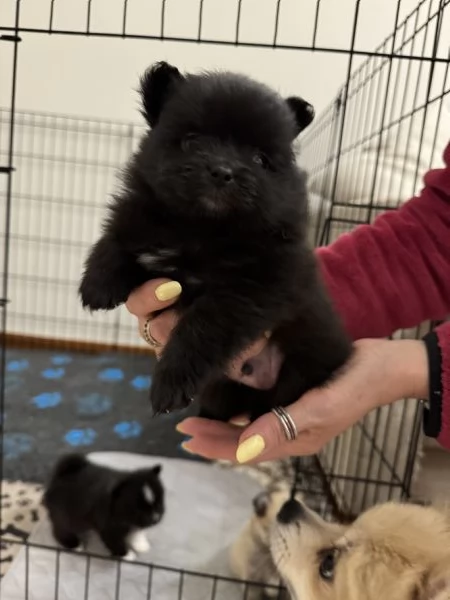 cuccioli di Spitz pomerania tedesco nano | Foto 1