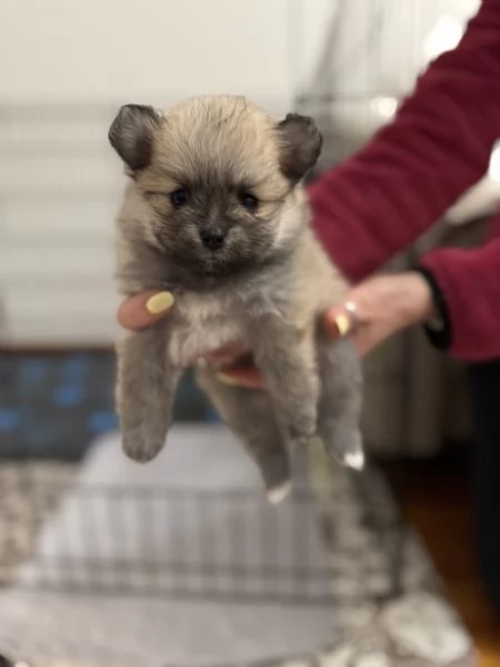 cuccioli di Spitz pomerania tedesco nano