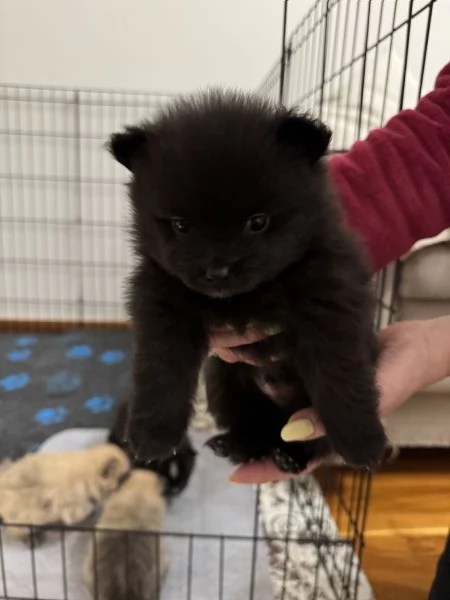 cuccioli di Spitz pomerania tedesco nano | Foto 0