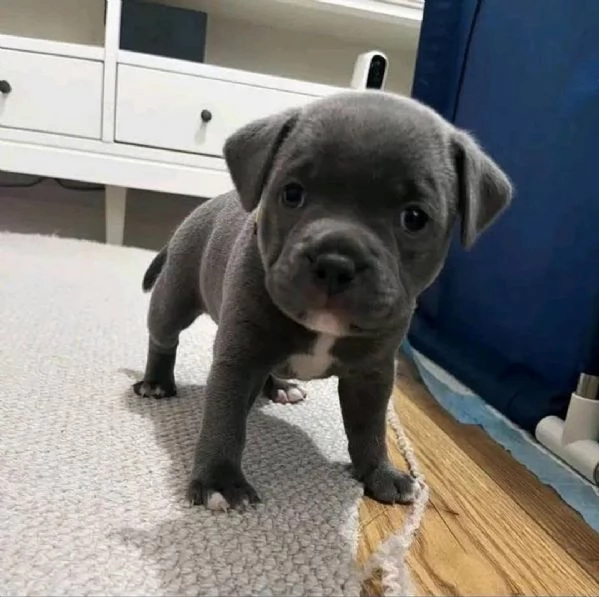 Cuccioli di pitbull dal naso blu disponibili per l'adozione