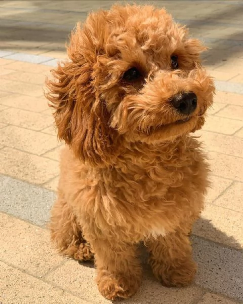 Cuccioli di Cavapoo disponibili per l'adozione