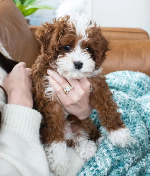 Cuccioli di Cavapoo disponibili per l'adozione | Foto 0