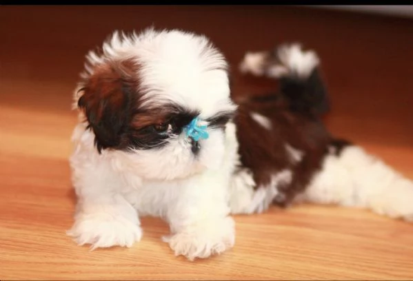 cuccioli di shitzu estremamente belli disponibili per l'adozione