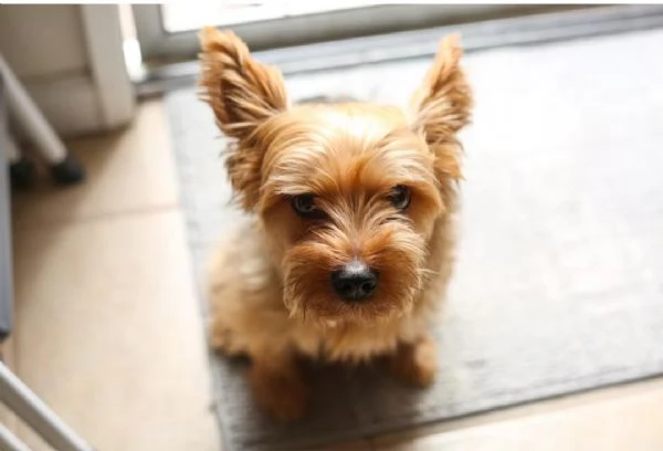 Regalo yorkshire | Foto 0