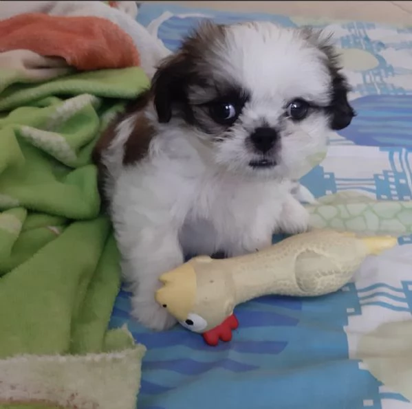 cuccioli di shitzu estremamente belli disponibili per l'adozione | Foto 0
