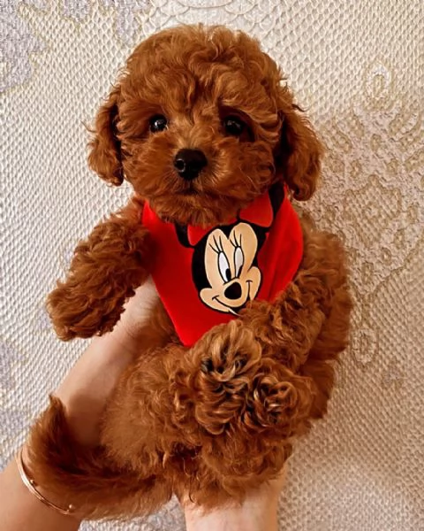 Cuccioli di barboncino toy disponibili per l'adozione (è possibile la consegna a domicilio)