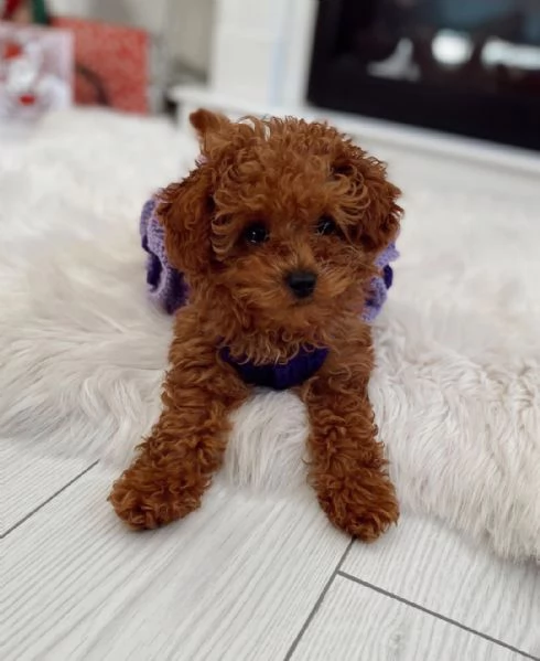 Cuccioli di barboncino toy disponibili per l'adozione (è possibile la consegna a domicilio) | Foto 0