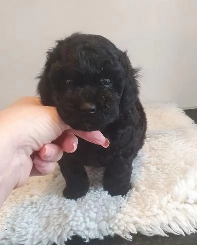 Regala il nostro barboncino maschio e femmina | Foto 2