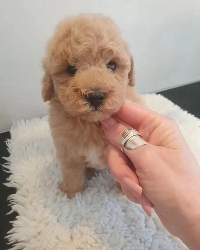 Regala il nostro barboncino maschio e femmina | Foto 1