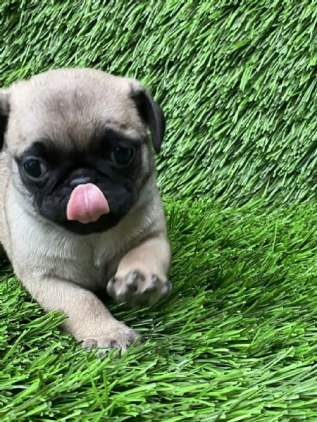 Regala il nostro Carlino maschio e femmina | Foto 0