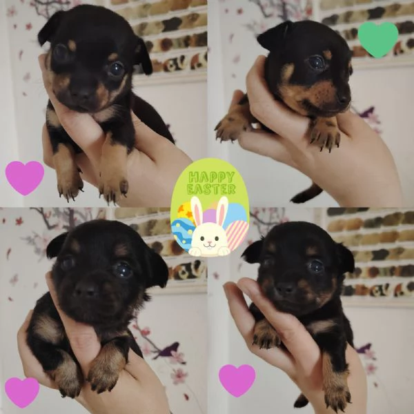 Russian Toy Cuccioli 