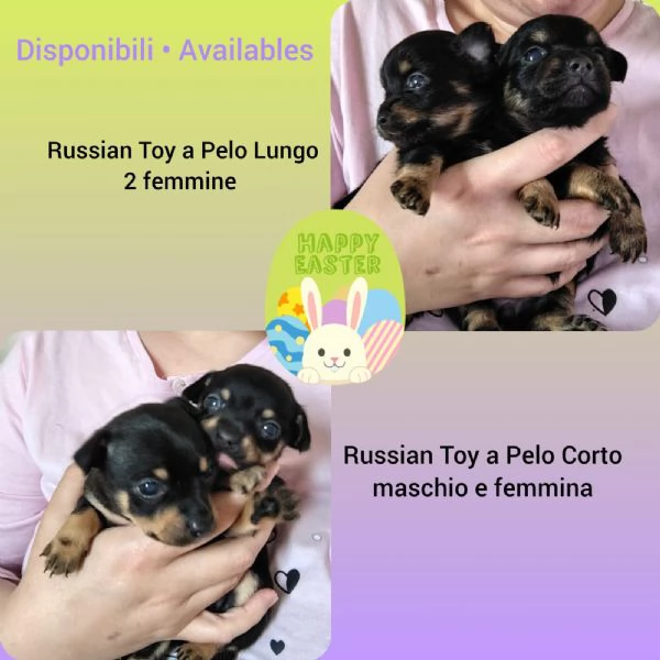 Russian Toy Cuccioli  | Foto 0