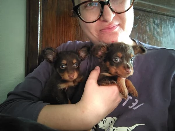 Cuccioli di Russian Toy Cioccolatini 