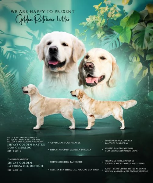 Golden retriever altissima selezione 