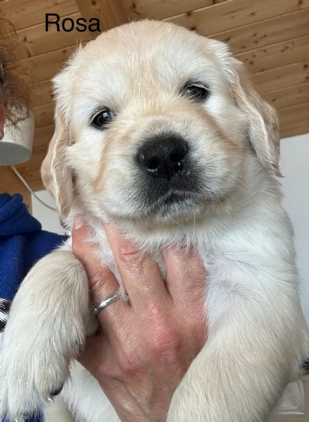 Golden retriever altissima selezione  | Foto 6