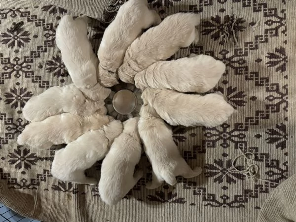 Golden retriever altissima selezione  | Foto 5