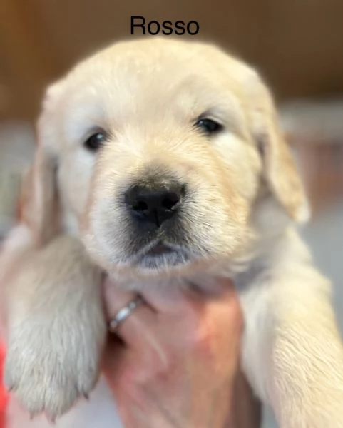 Golden retriever altissima selezione  | Foto 4