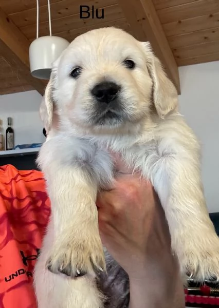 Golden retriever altissima selezione  | Foto 3