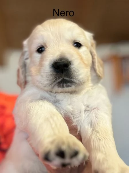 Golden retriever altissima selezione  | Foto 2