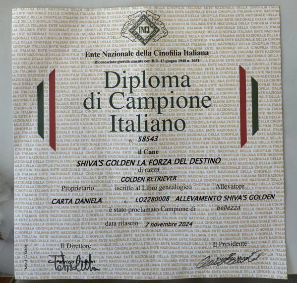 Golden retriever altissima selezione  | Foto 1