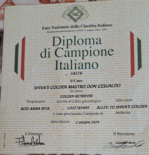 Golden retriever altissima selezione  | Foto 0