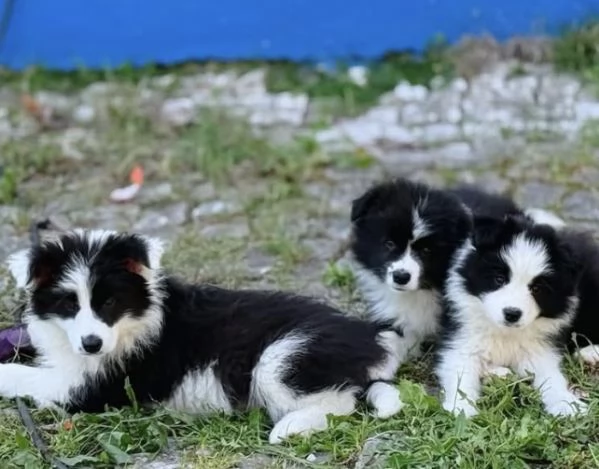 REGALO border collie 