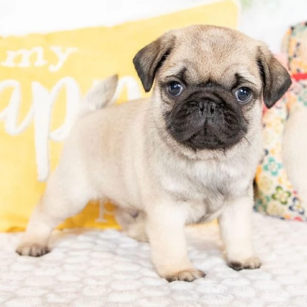 REGALO CARLINO MASCHIO E FEMMINA
