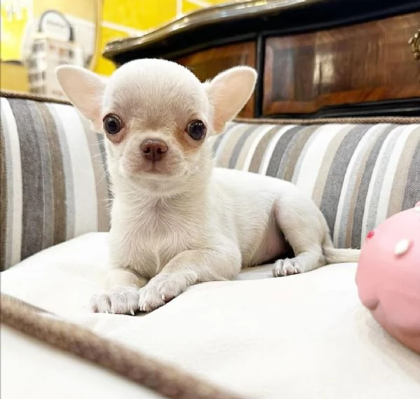 REGALO CHIHAUHAU MINI….. | Foto 0