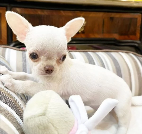 REGALO CHIHAUHAU MINI…..