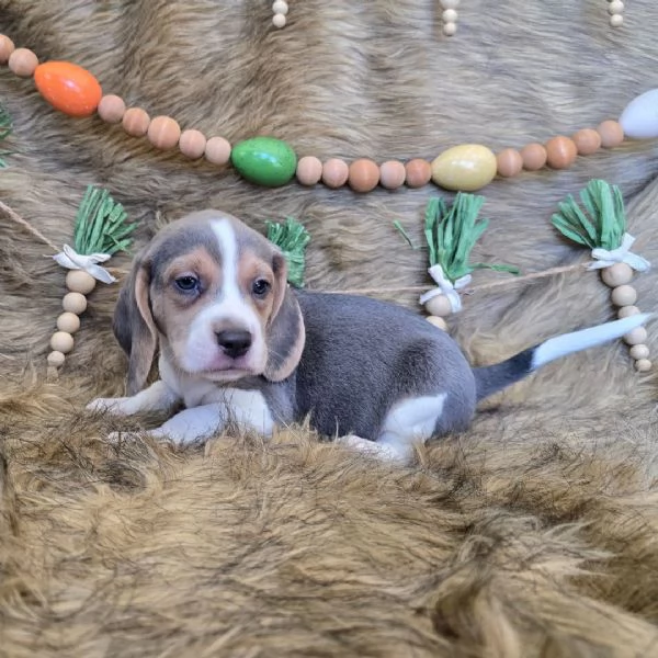 Barboncino red disponibili 