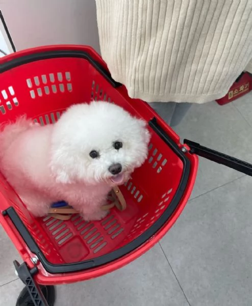 Bichon maschio e femmina  | Foto 0